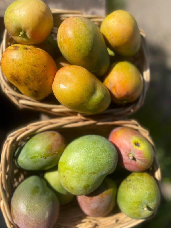 Mango Fruit